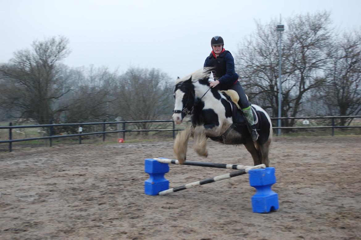 Irish Cob Basse billede 29