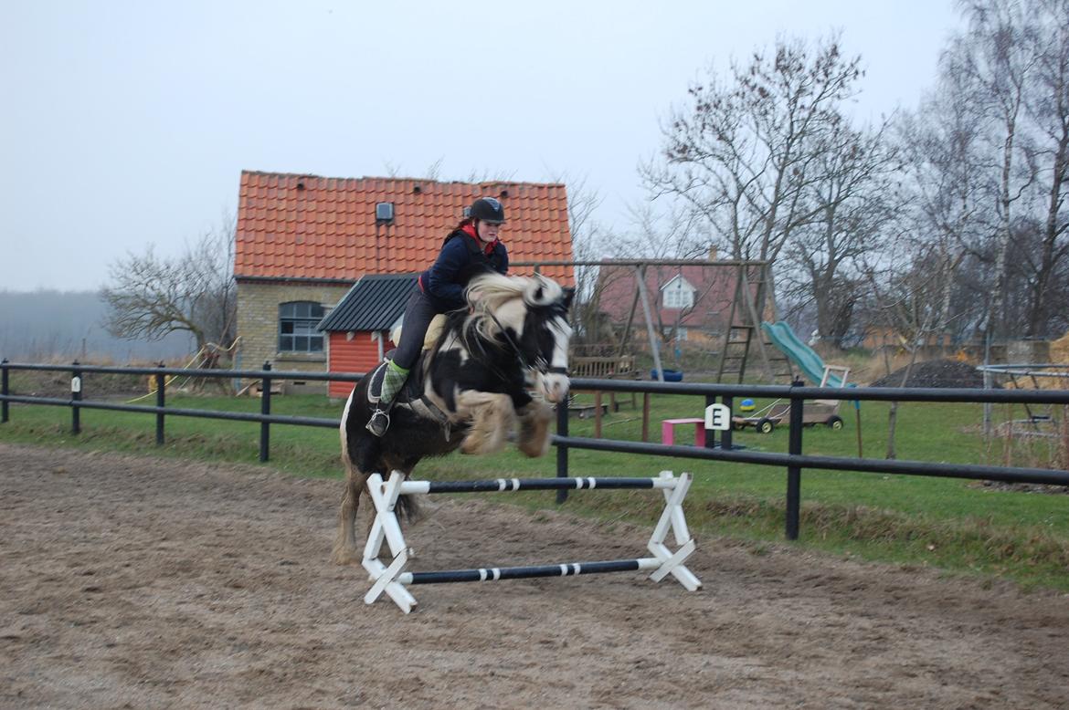 Irish Cob Basse billede 26