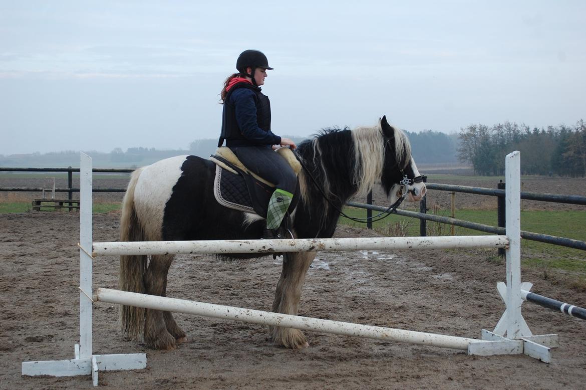 Irish Cob Basse - 87 cm billede 34