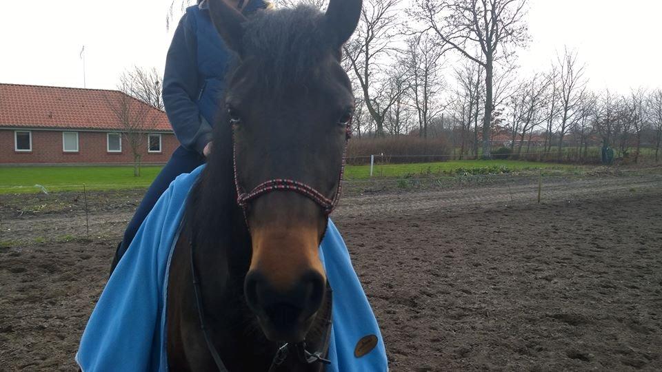 Barockpinto Gazella Frieserly billede 1