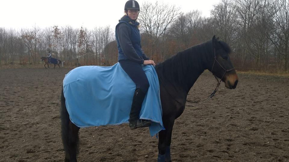 Barockpinto Gazella Frieserly billede 2