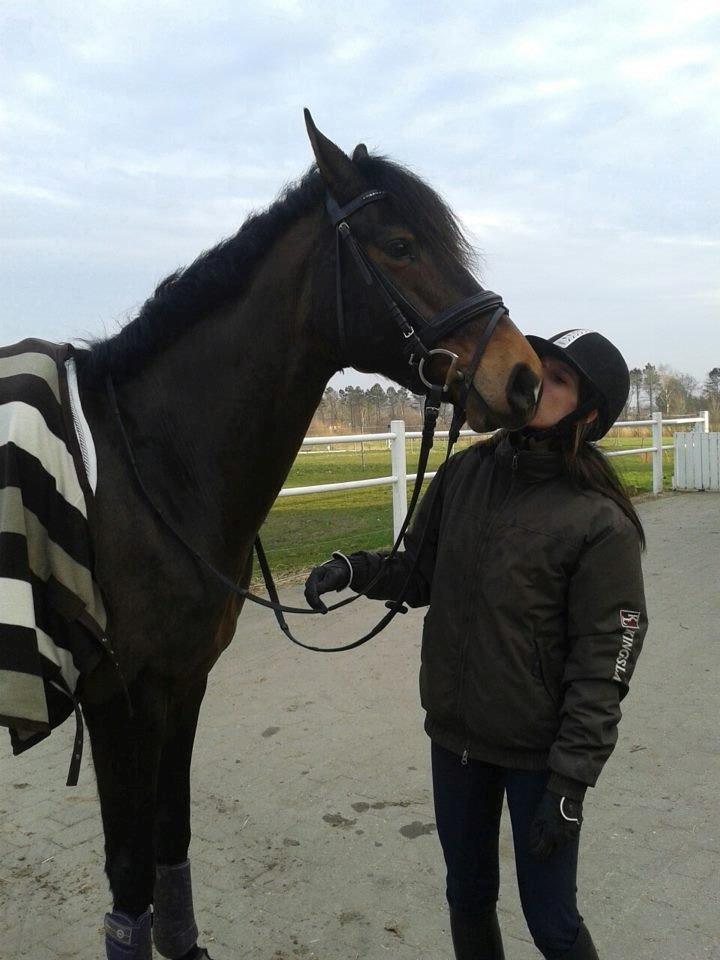 Dansk Varmblod Lunderup's Larina RDH - Mut mut :)  billede 3