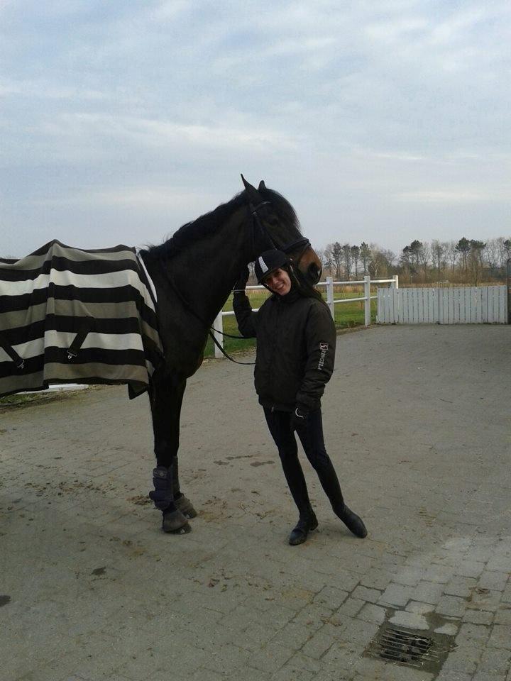 Dansk Varmblod Lunderup's Larina RDH billede 6