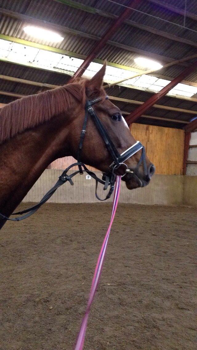 Dansk Varmblod Ejerbækgårds Zaggary -Røde billede 15