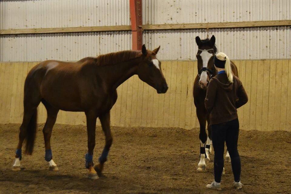 Dansk Varmblod Ejerbækgårds Zaggary -Røde billede 8