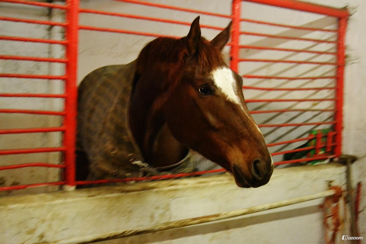 Dansk Varmblod Ejerbækgårds Zaggary -Røde billede 9