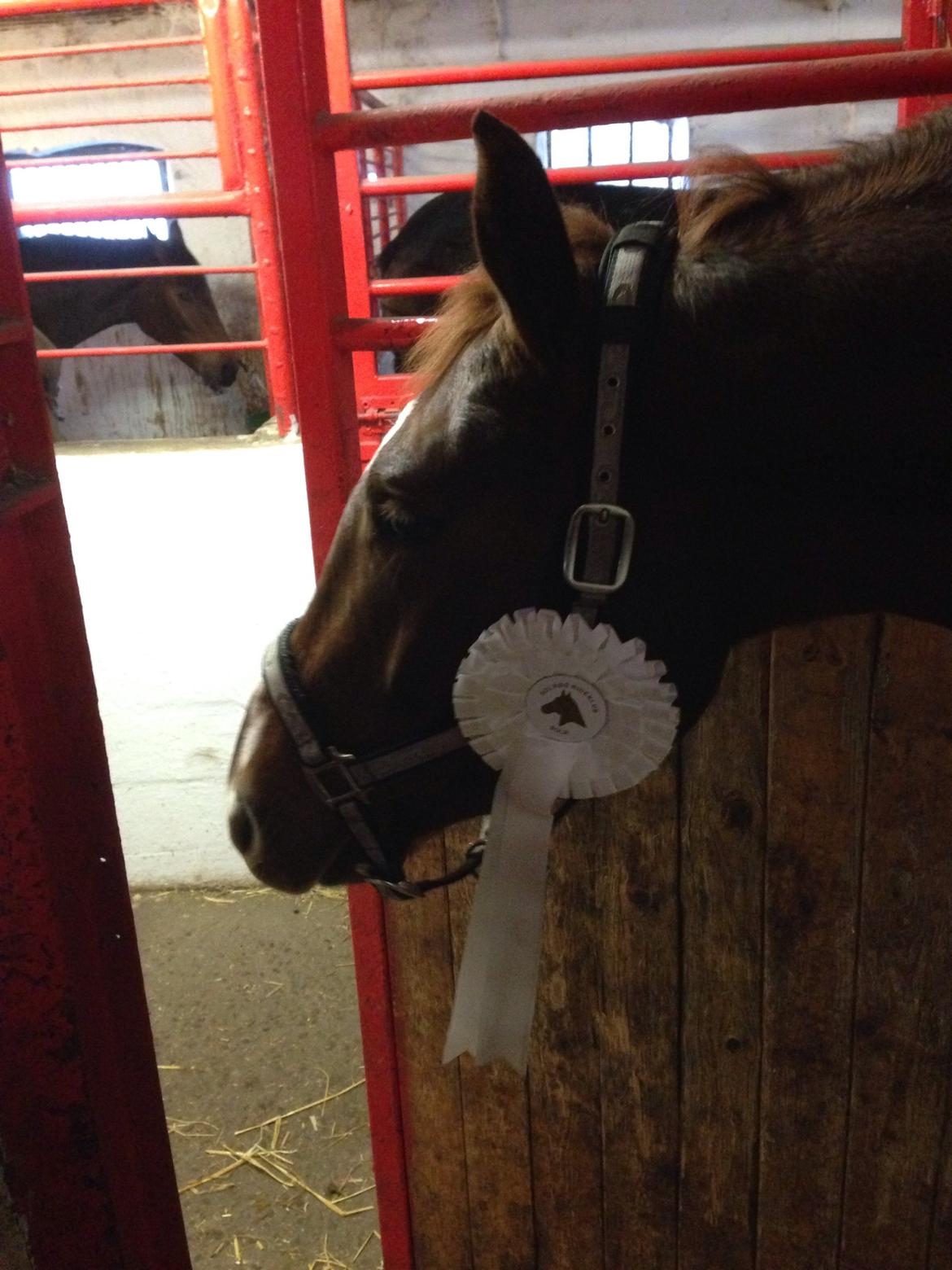 Dansk Varmblod Ejerbækgårds Zaggary -Røde - Første rosset :) billede 10