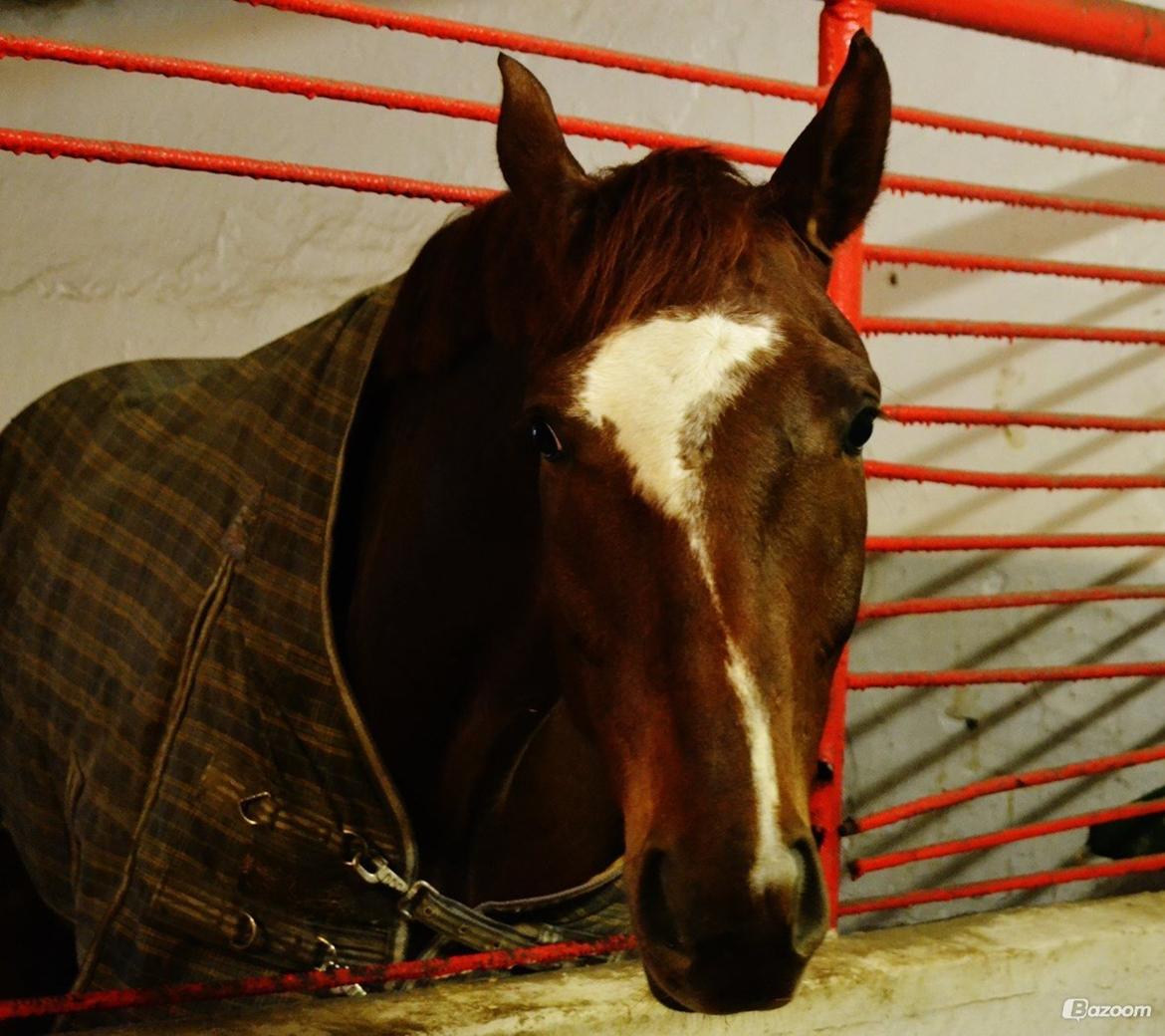 Dansk Varmblod Ejerbækgårds Zaggary -Røde billede 11