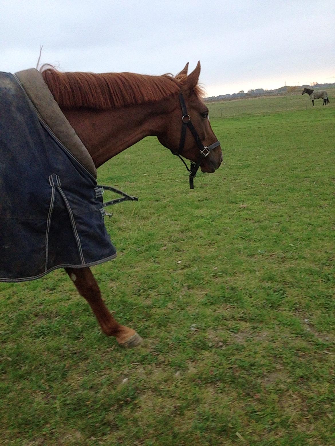 Dansk Varmblod Ejerbækgårds Zaggary -Røde billede 13