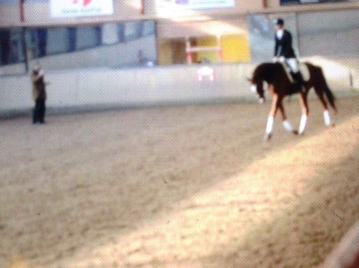 Dansk Varmblod Ejerbækgårds Zaggary -Røde - Åben bedømmelse ved Peter Fischer billede 14