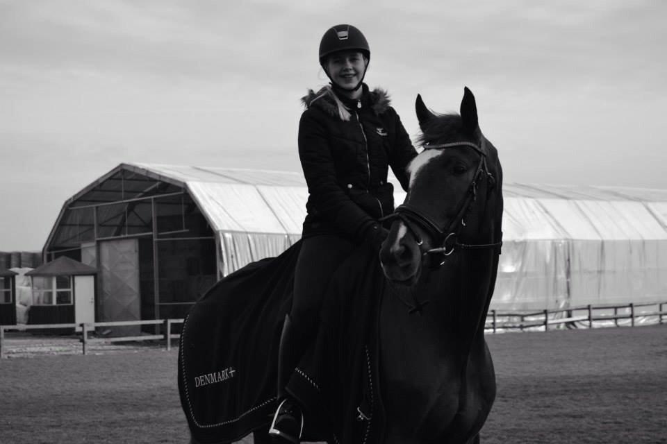 Dansk Varmblod Ejerbækgårds Zaggary -Røde billede 2