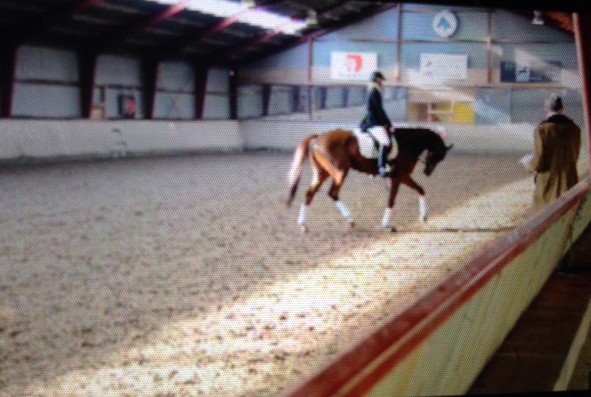 Dansk Varmblod Ejerbækgårds Zaggary -Røde - Åben bedømmelse ved Peter Fischer billede 16