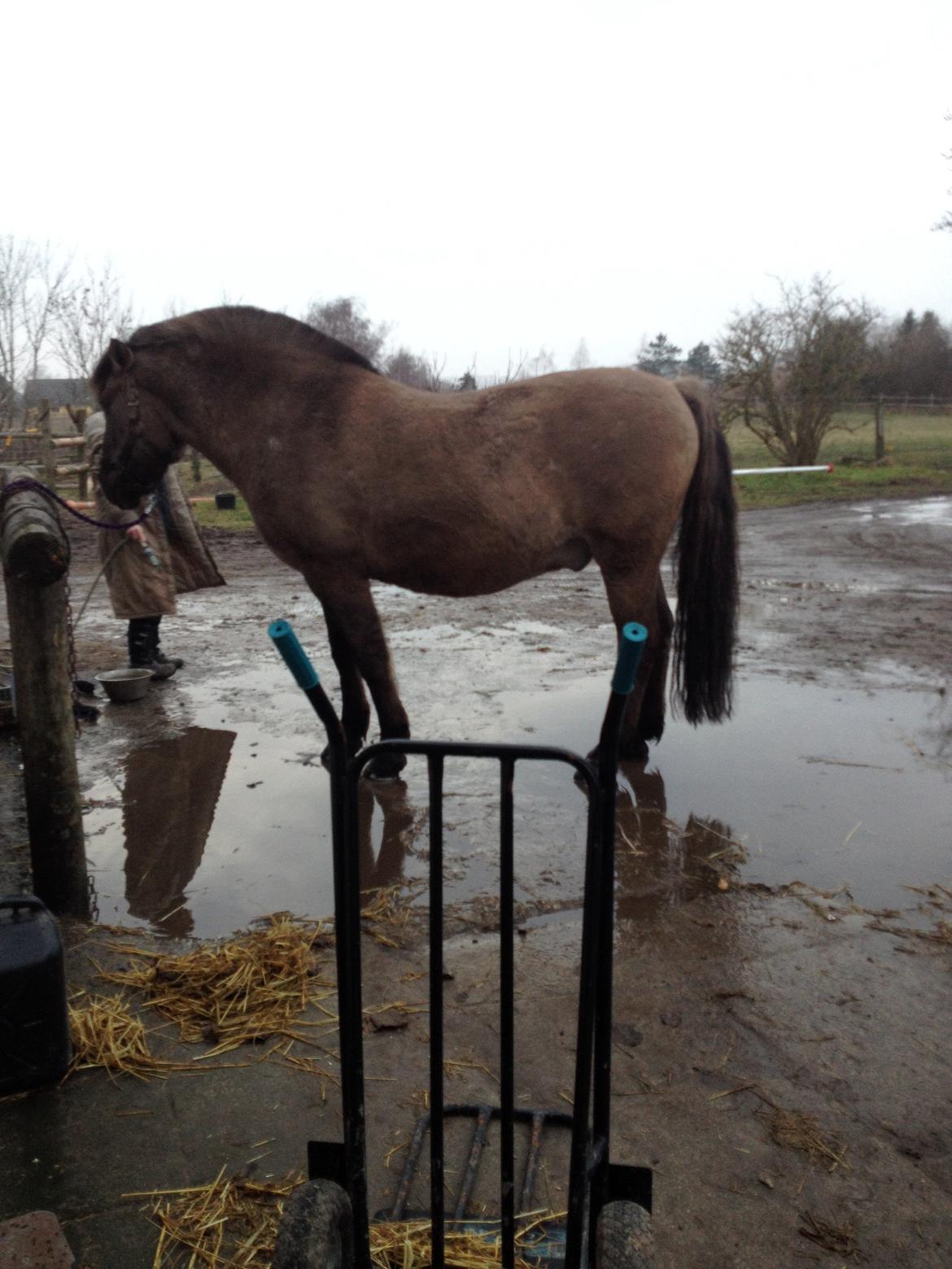 Anden særlig race CARAMBA billede 7