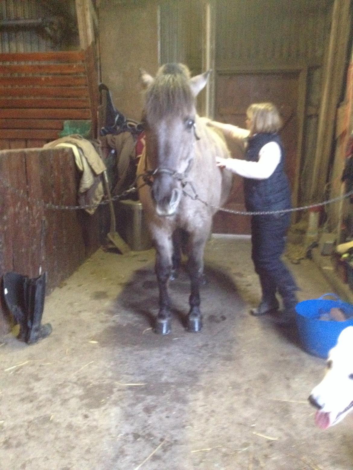 Anden særlig race CARAMBA billede 8