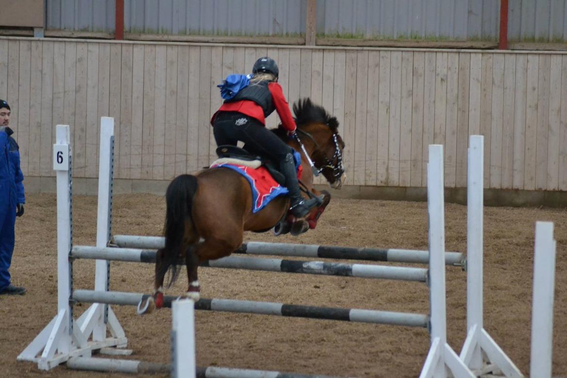 New Forest Dalgaardens Casandra - verdens bedste pony<3 billede 14