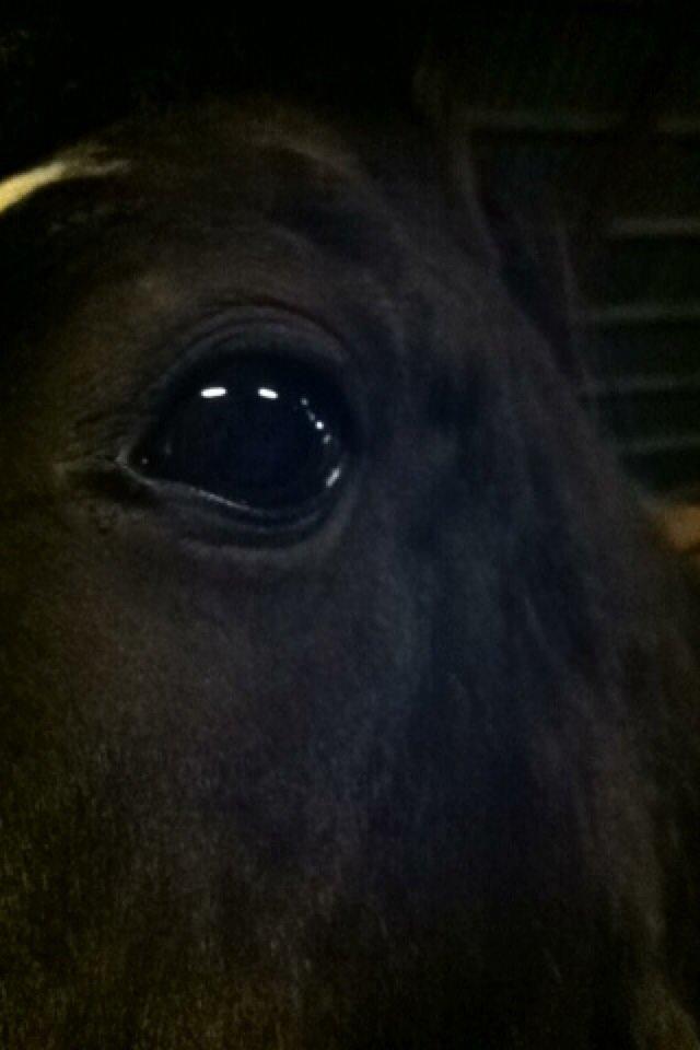 New Forest Dusty<3 billede 15