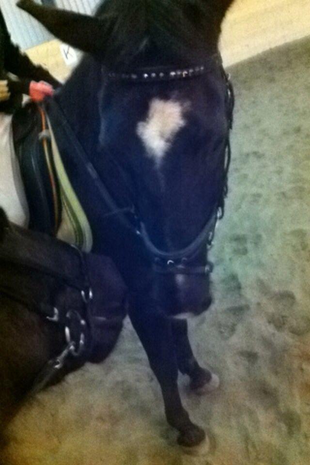 New Forest Dusty<3 billede 9