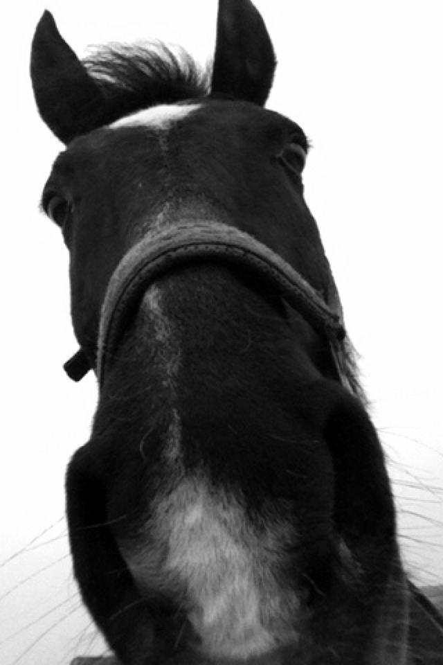 New Forest Dusty<3 billede 11