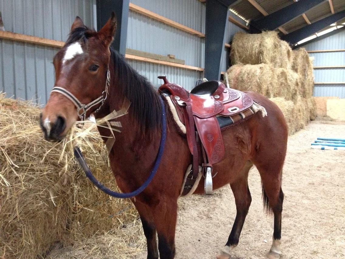 Quarter Boons Magic Lady - 1. gang med sadel 6/3-14, har endda tid til at spie  billede 35