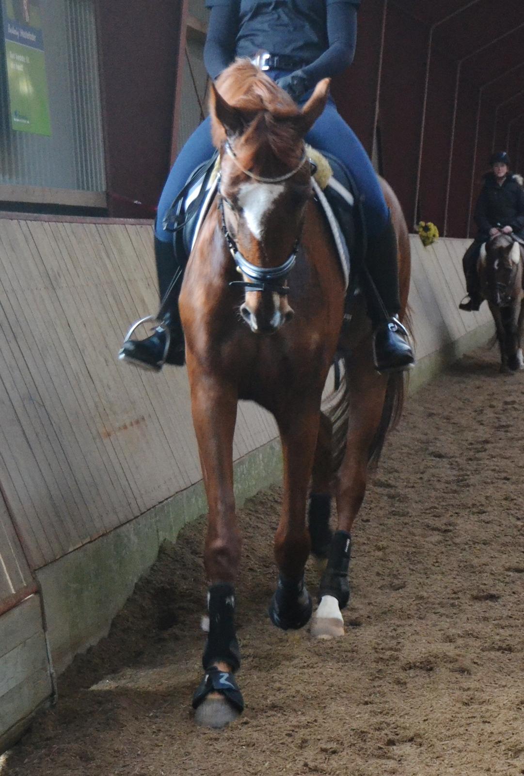 Dansk Varmblod Ejerbækgårds Zaggary -Røde - Træning d. 6. marts 2014 billede 17