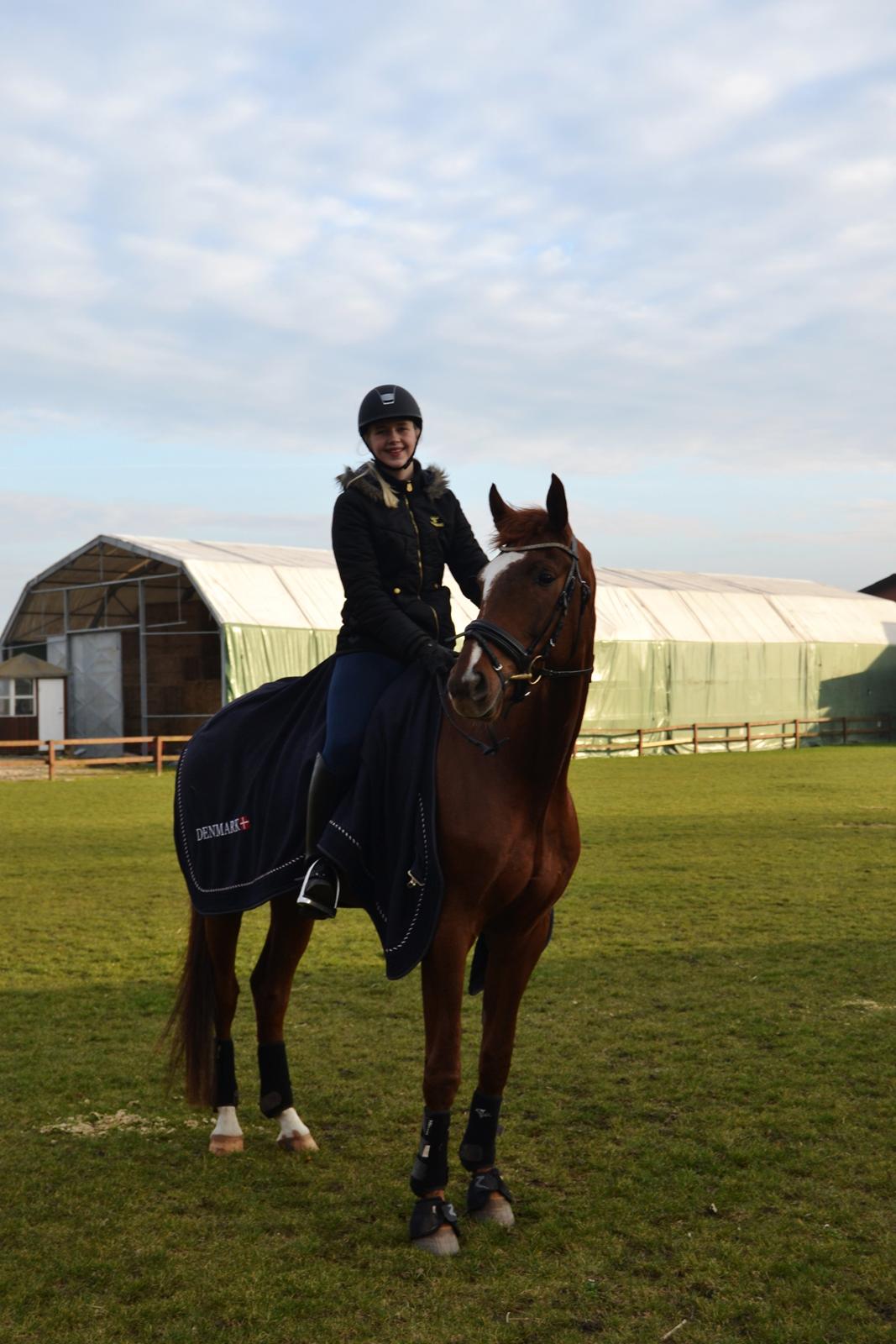 Dansk Varmblod Ejerbækgårds Zaggary -Røde billede 7