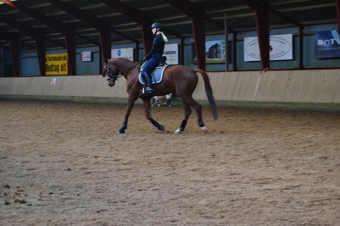 Dansk Varmblod Ejerbækgårds Zaggary -Røde - Træning d. 6 marts 2014 billede 18