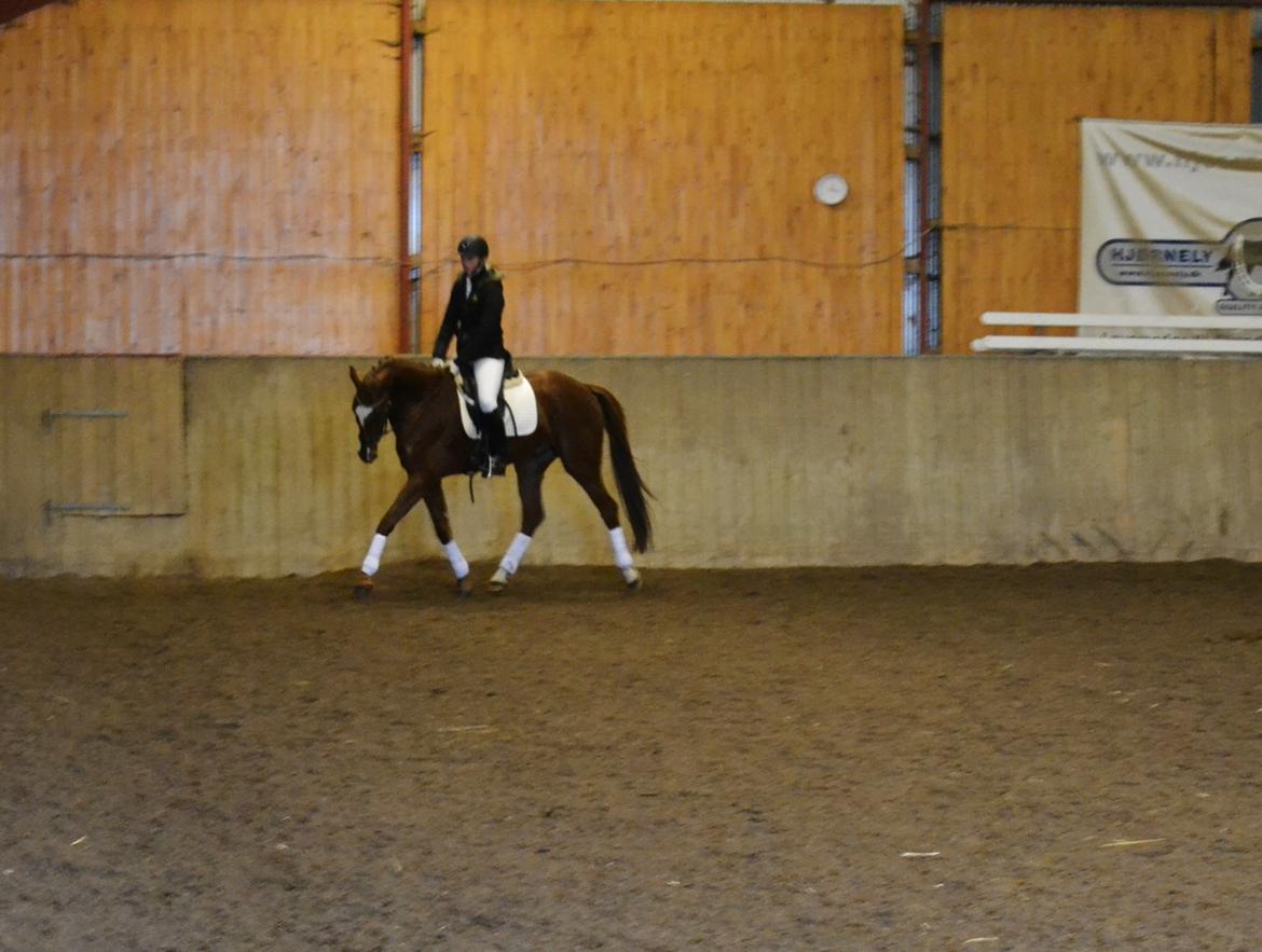 Dansk Varmblod Ejerbækgårds Zaggary -Røde - Åben bedømmelse ved Peter Fischer, opvarmning :) billede 19