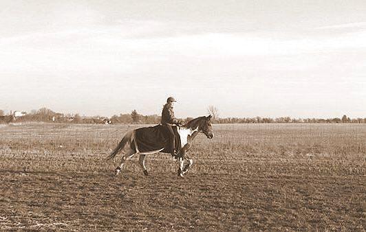 Pinto My Gucci - SOLGT billede 7