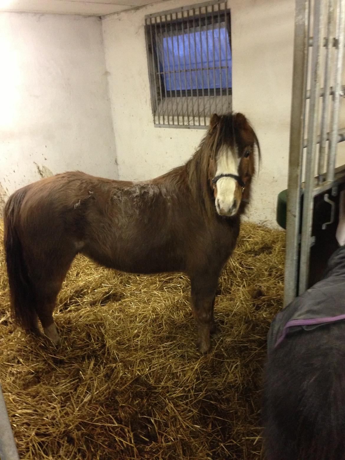 Welsh Mountain (sec A) Coverland Farah *SOLGT* R.I.P (død sommer 2020) - Er jeg ikke smuk billede 2