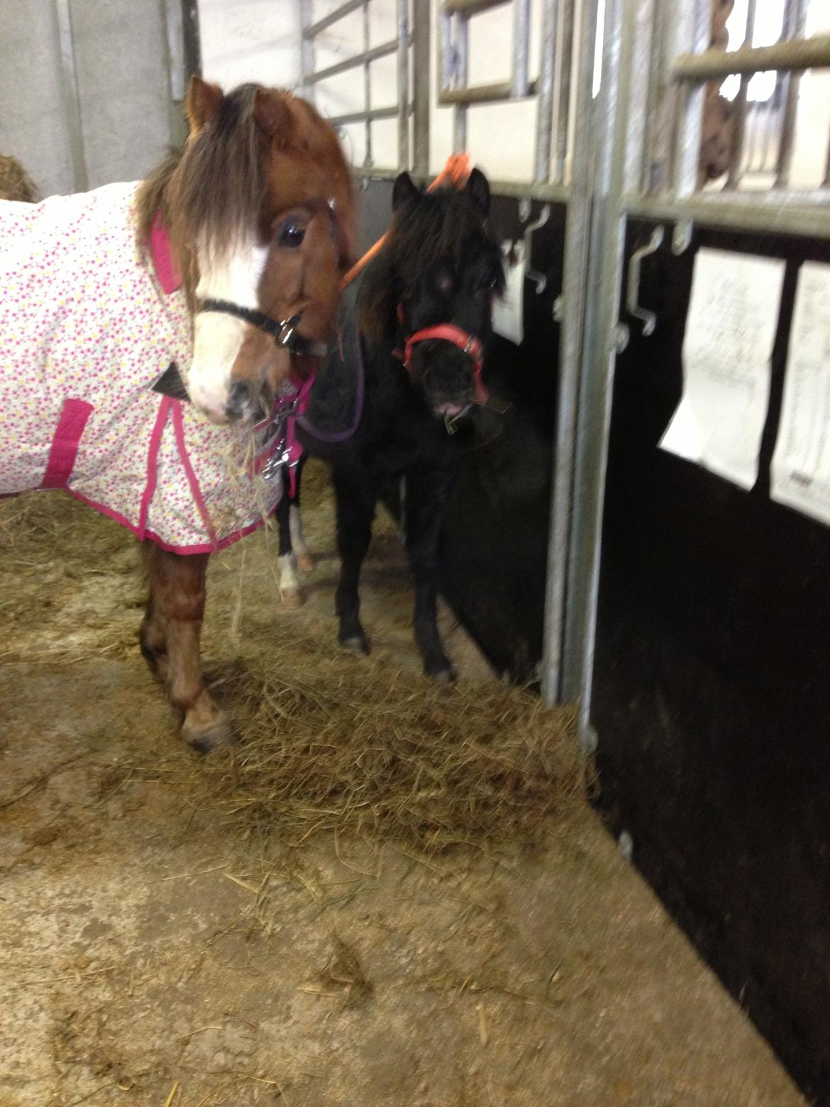 Welsh Mountain (sec A) Coverland Farah *SOLGT* R.I.P (død sommer 2020) - mor og datter  billede 4