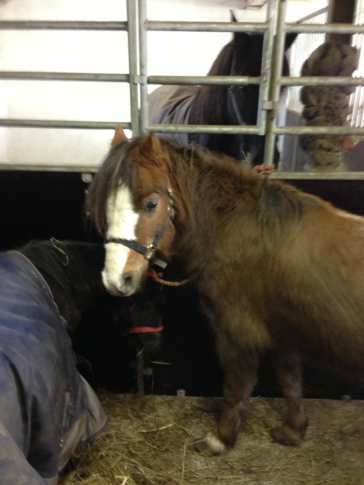 Welsh Mountain (sec A) Coverland Farah *SOLGT* R.I.P (død sommer 2020) - Vi spiser "mor" billede 5