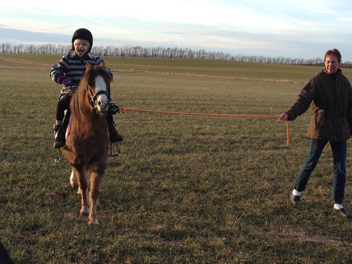 Welsh Mountain (sec A) Coverland Farah *SOLGT* R.I.P (død sommer 2020) - Så endelig bliver jeg redet  billede 8