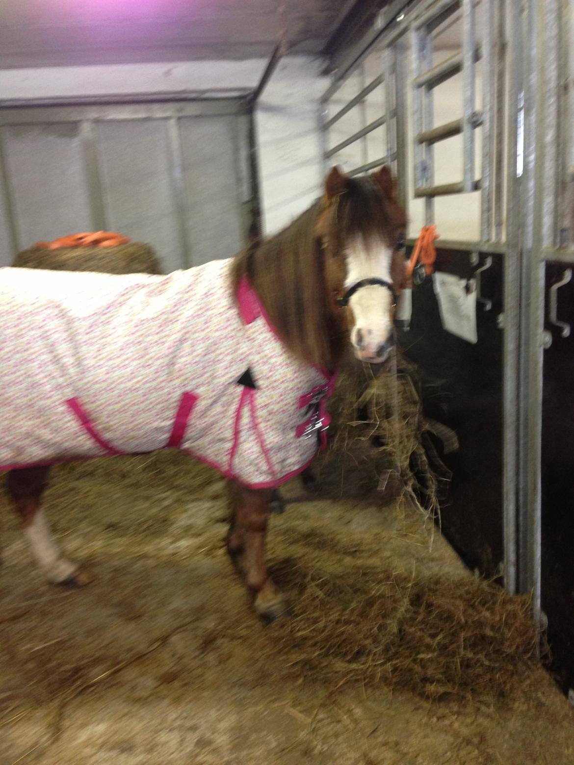 Welsh Mountain (sec A) Coverland Farah *SOLGT* R.I.P (død sommer 2020) - Smukke farah med nyt dækken  billede 3