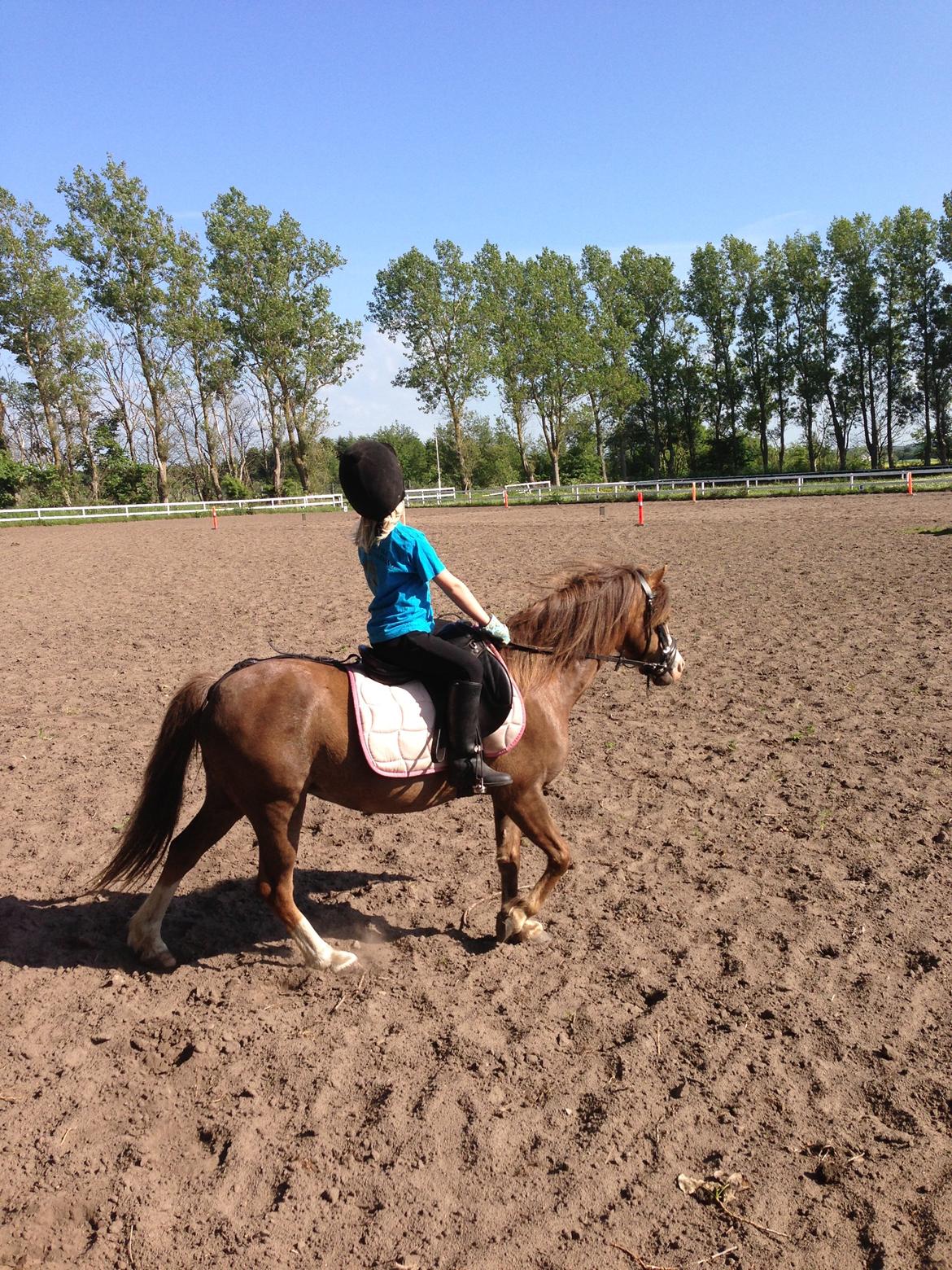 Welsh Mountain (sec A) Coverland Farah *SOLGT* R.I.P (død sommer 2020) - Til rideundervisning med Hansa billede 9