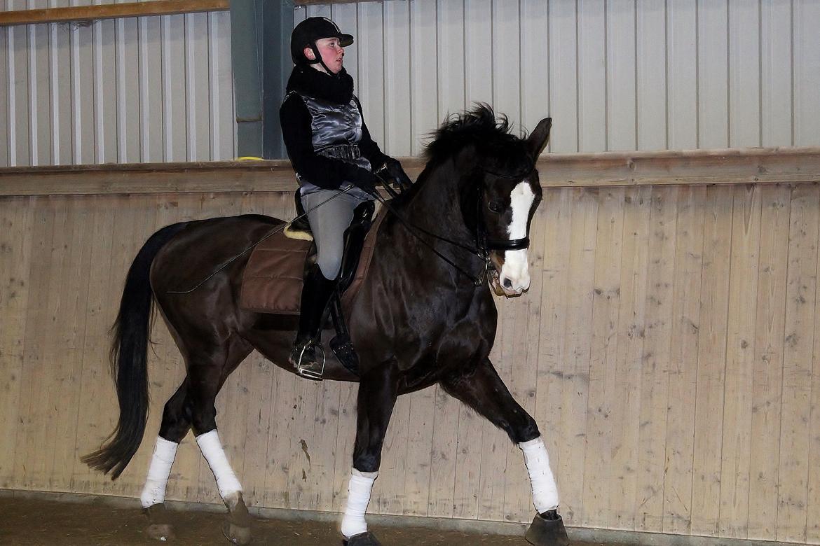 Dansk Varmblod Sant Jordi´s Mccoy, B-Hest billede 29