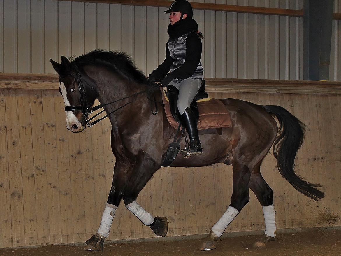 Dansk Varmblod Sant Jordi´s Mccoy, B-Hest billede 19