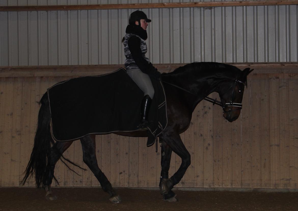 Dansk Varmblod Shepro Hit billede 14