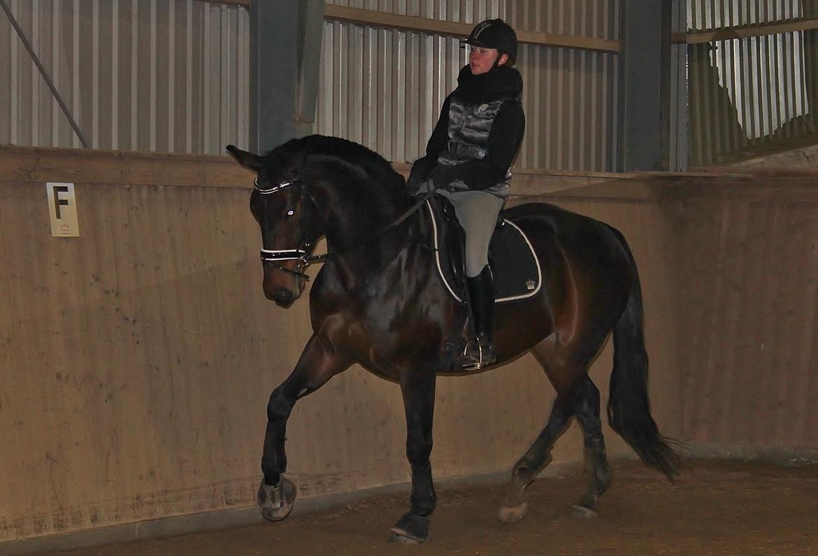 Dansk Varmblod Shepro Hit billede 12