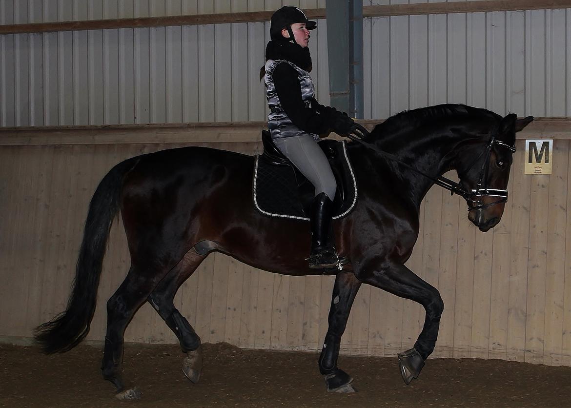 Dansk Varmblod Shepro Hit billede 24