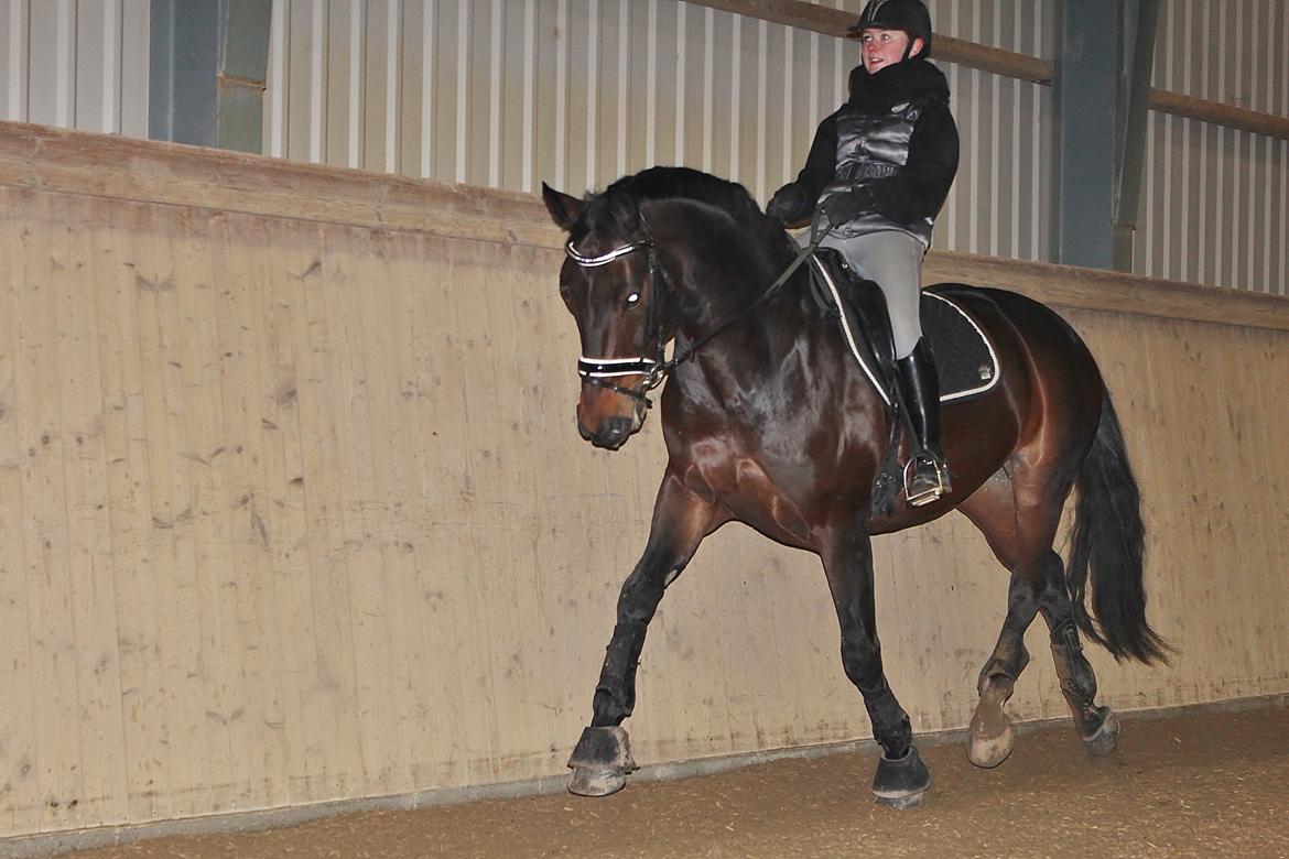 Dansk Varmblod Shepro Hit billede 30