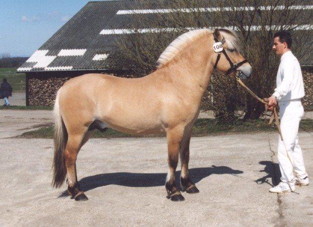 Fjordhest Abel Stanstorp AVLSHINGST LÅNEPONY billede 2