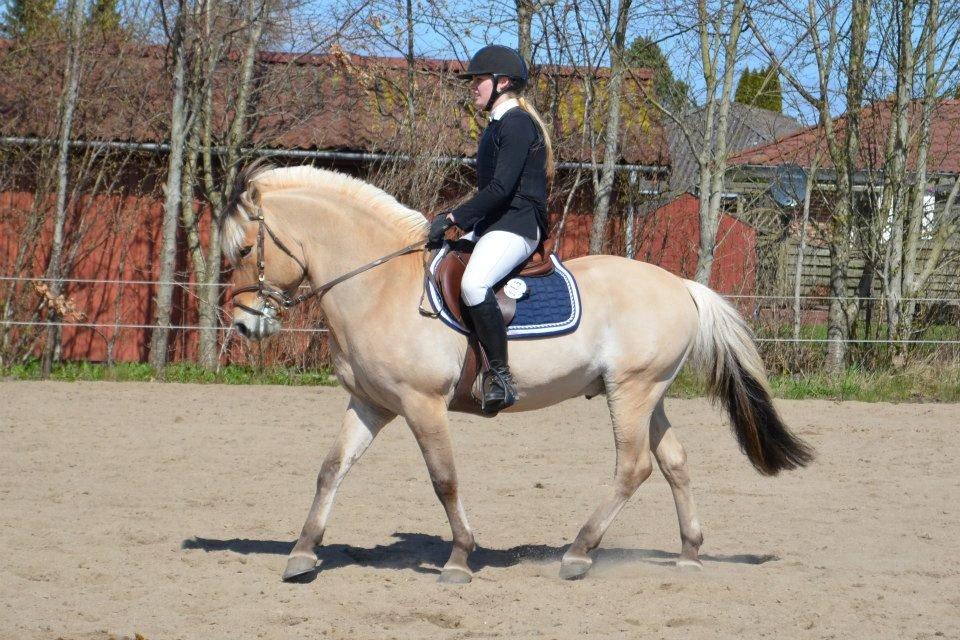 Fjordhest Abel Stanstorp AVLSHINGST LÅNEPONY billede 4