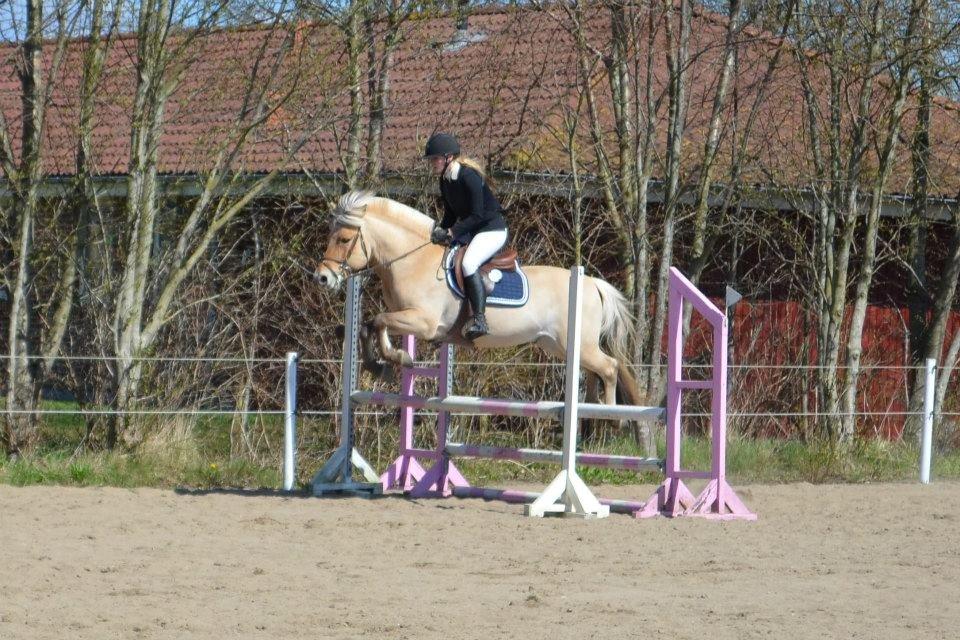 Fjordhest Abel Stanstorp AVLSHINGST LÅNEPONY billede 7