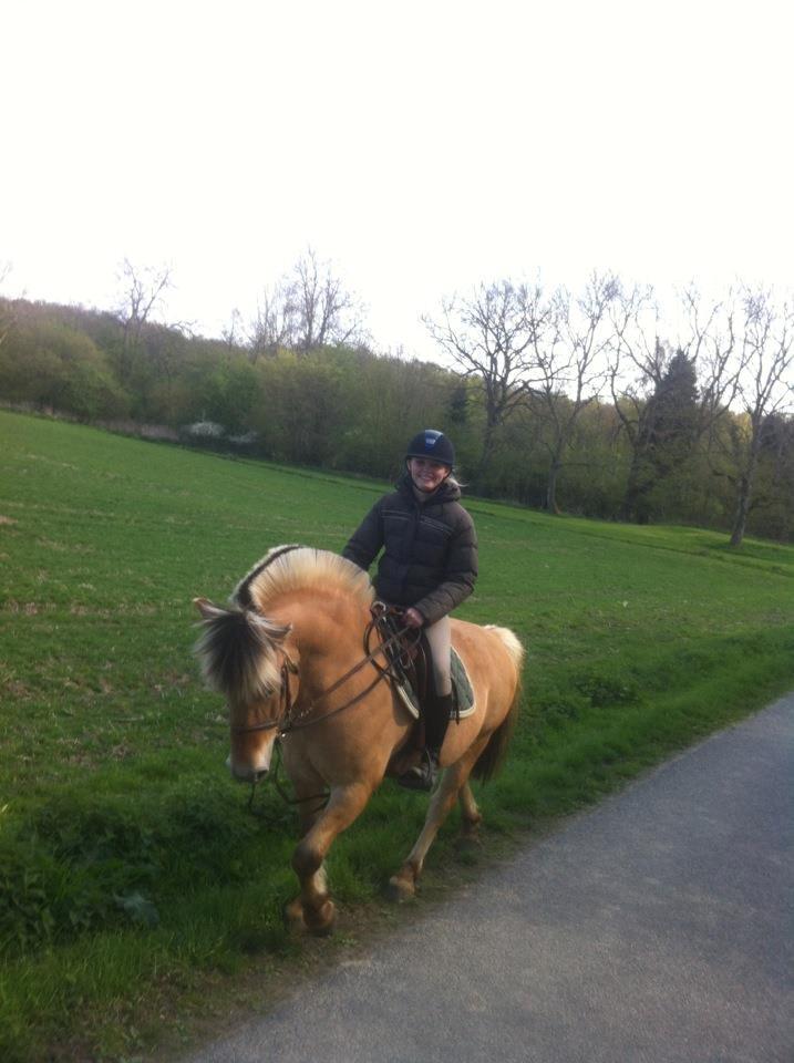 Fjordhest Abel Stanstorp AVLSHINGST LÅNEPONY billede 3