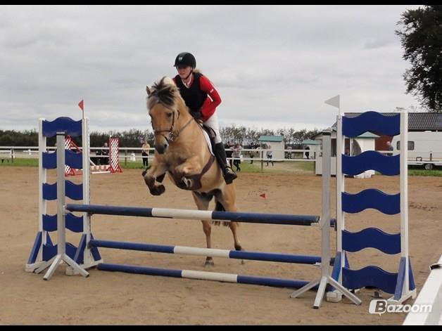 Fjordhest Abel Stanstorp AVLSHINGST LÅNEPONY billede 9