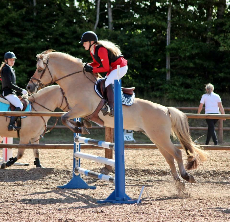 Fjordhest Abel Stanstorp AVLSHINGST LÅNEPONY - DM/NM 2013 billede 13