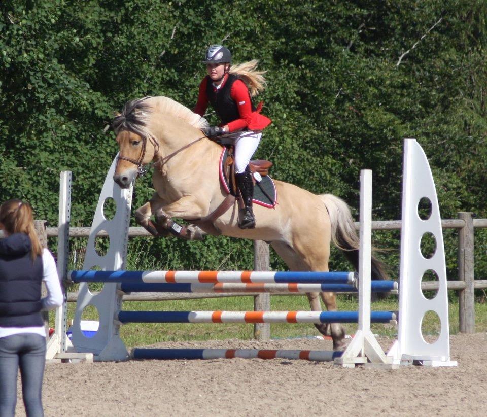 Fjordhest Abel Stanstorp AVLSHINGST LÅNEPONY billede 16