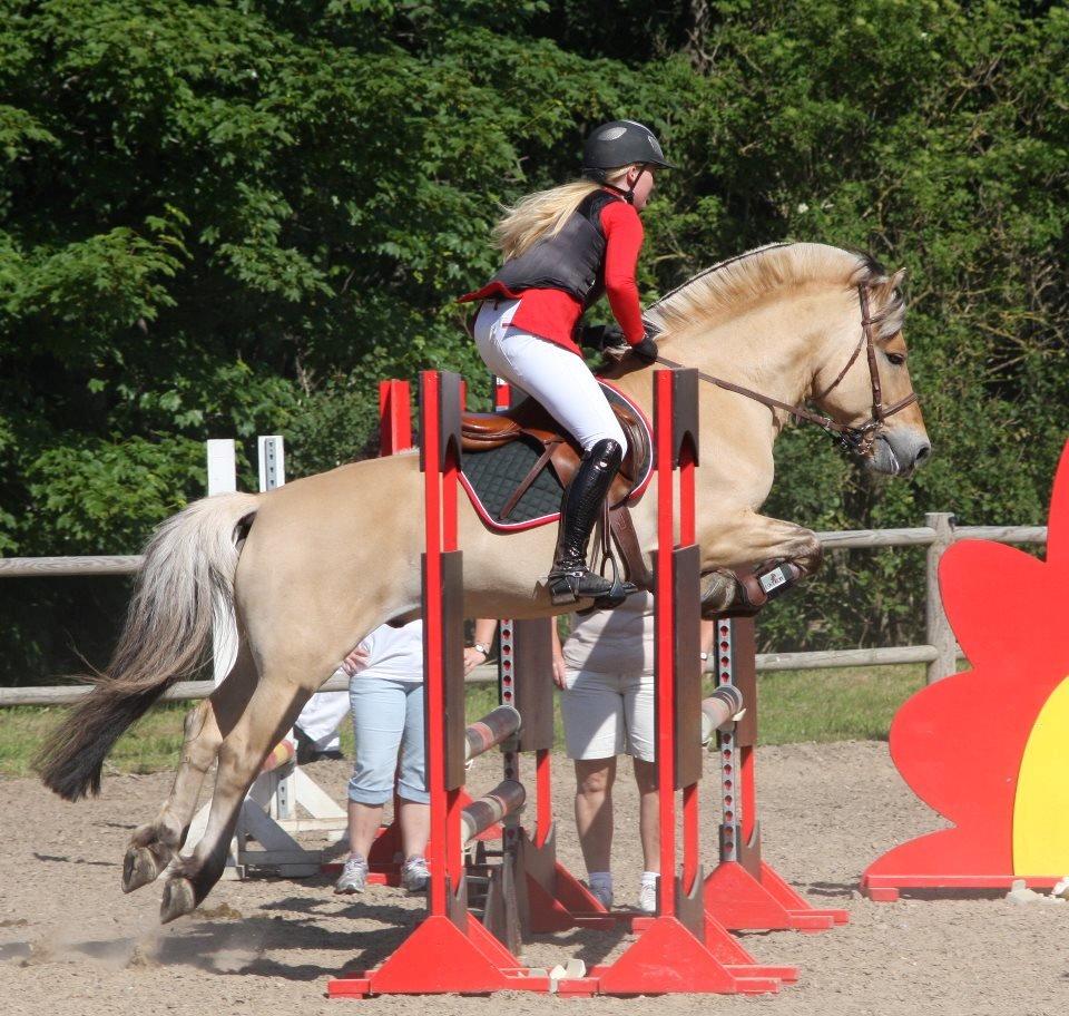 Fjordhest Abel Stanstorp AVLSHINGST LÅNEPONY billede 17