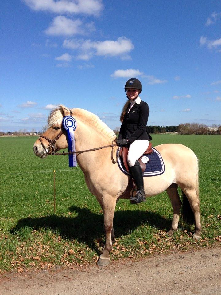 Fjordhest Abel Stanstorp AVLSHINGST LÅNEPONY - Camilla og Abel nr. 2 til Fynsmesterskab 2013 billede 25