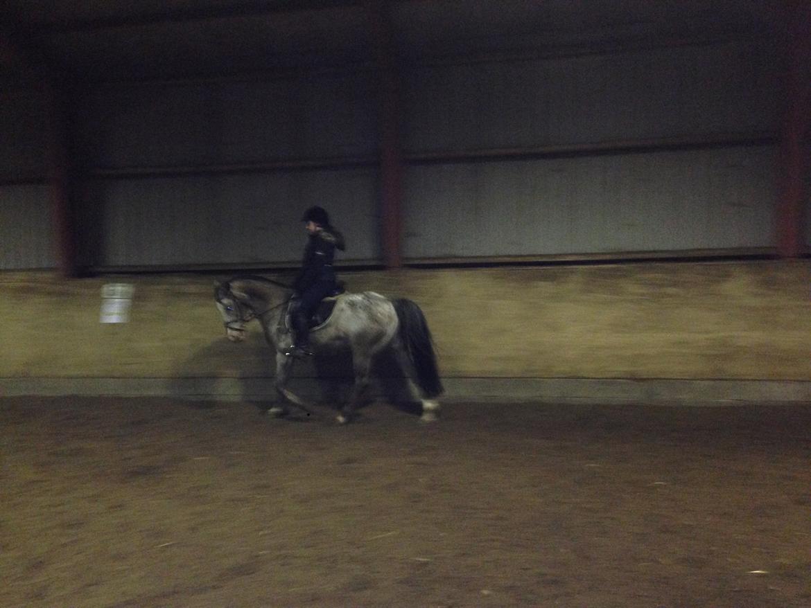 Knabstrupper Nørremarkens Maláco billede 14